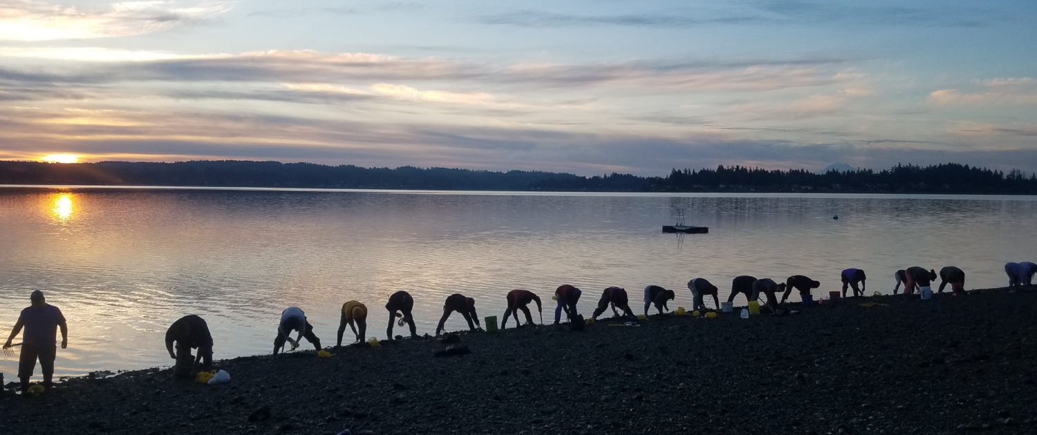 Shellfish - Sunrise dig