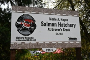 Salmon hatchery